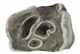 Fossil Woolly Rhino (Coelodonta) Tooth - Siberia #231035-2